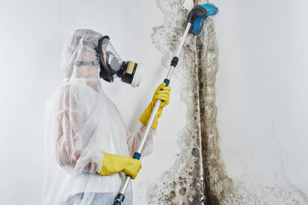 Best Mold Testing  in Ottumwa, IA