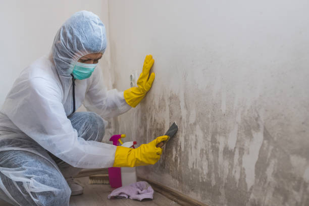 Best Commercial Mold Removal  in Ottumwa, IA