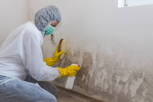 Best Mold Damage Repair  in Ottumwa, IA