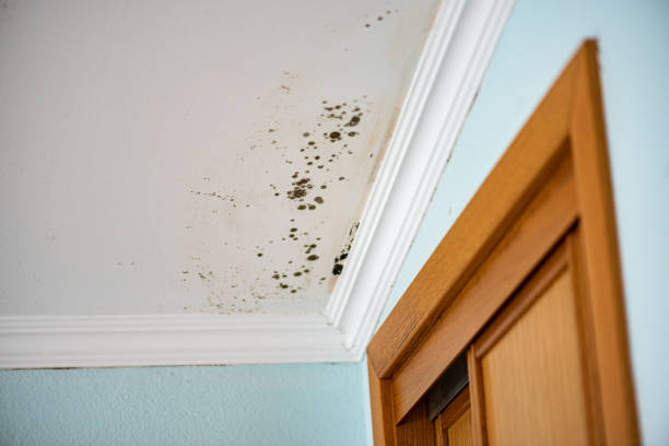 Best Mold Removal Process  in Ottumwa, IA