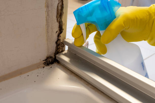 Best Mold Remediation  in Ottumwa, IA