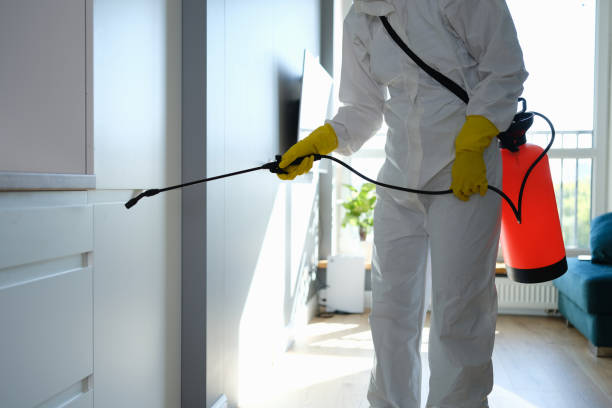 Best Local Mold Removal Service  in Ottumwa, IA