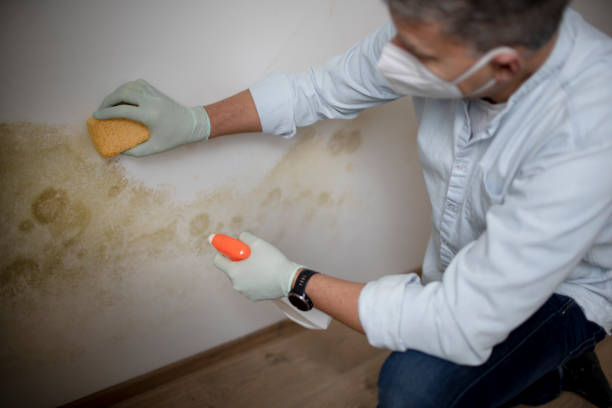 Best Mold Removal Company Near Me  in Ottumwa, IA