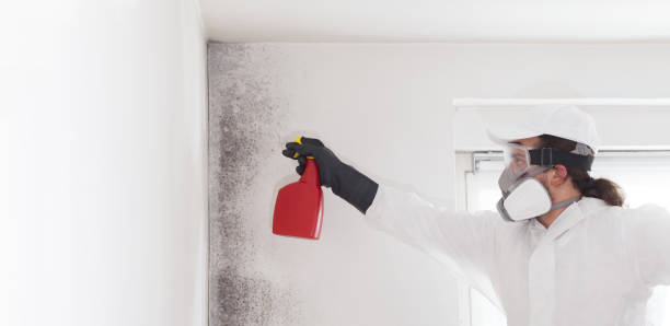 Professional Mold Removal in Ottumwa, IA