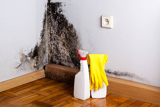 Best Emergency Mold Removal  in Ottumwa, IA