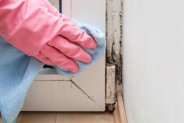 Best Black Mold Removal  in Ottumwa, IA