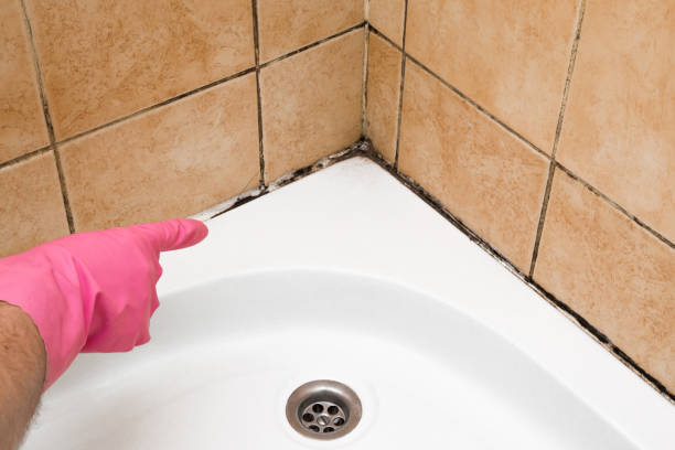 Best Office Mold Removal Services  in Ottumwa, IA